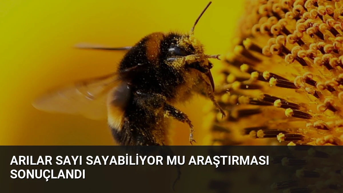 Arılar Sayı Sayabiliyor mu Araştırması Sonuçlandı
