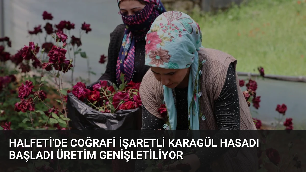 Halfeti’de Coğrafi İşaretli Karagül Hasadı Başladı Üretim Genişletiliyor