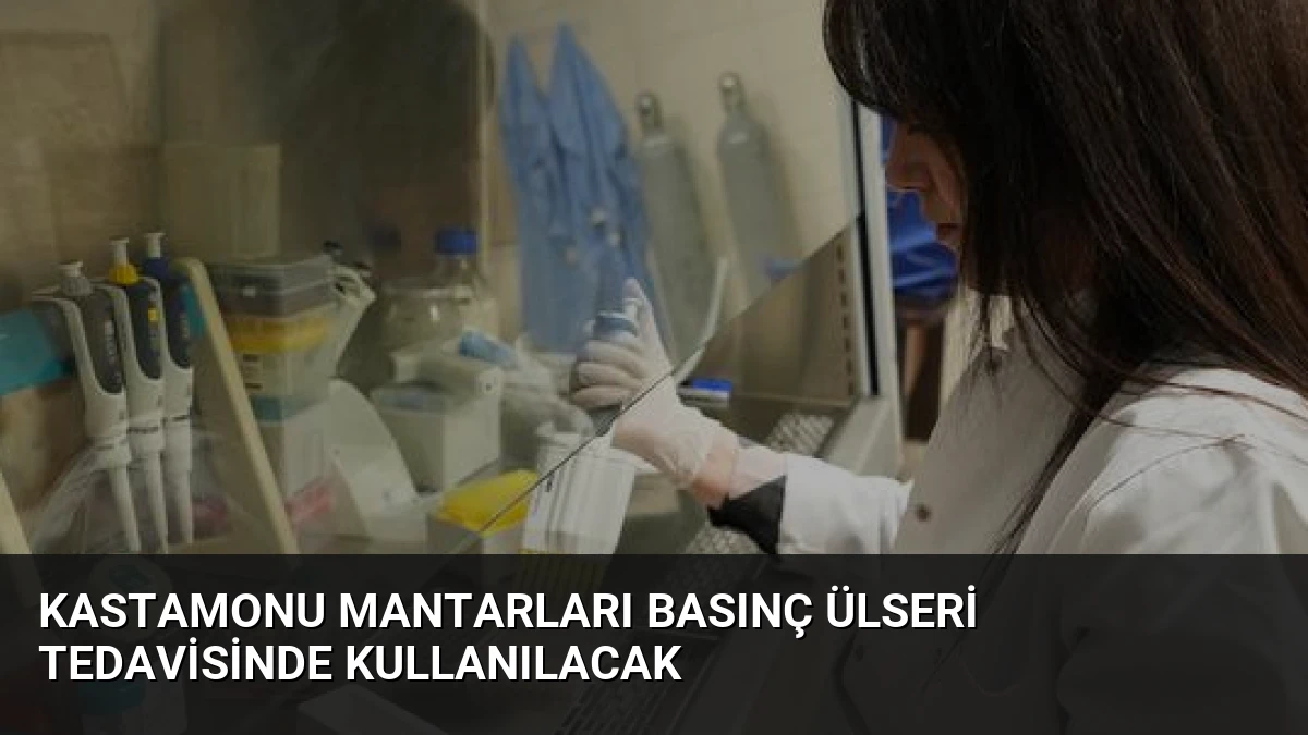 Kastamonu Mantarları Basınç Ülseri Tedavisinde Kullanılacak