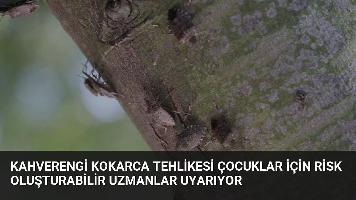 Kahverengi Kokarca Tehlikesi Çocuklar İçin Risk Oluşturabilir Uzmanlar Uyarıyor