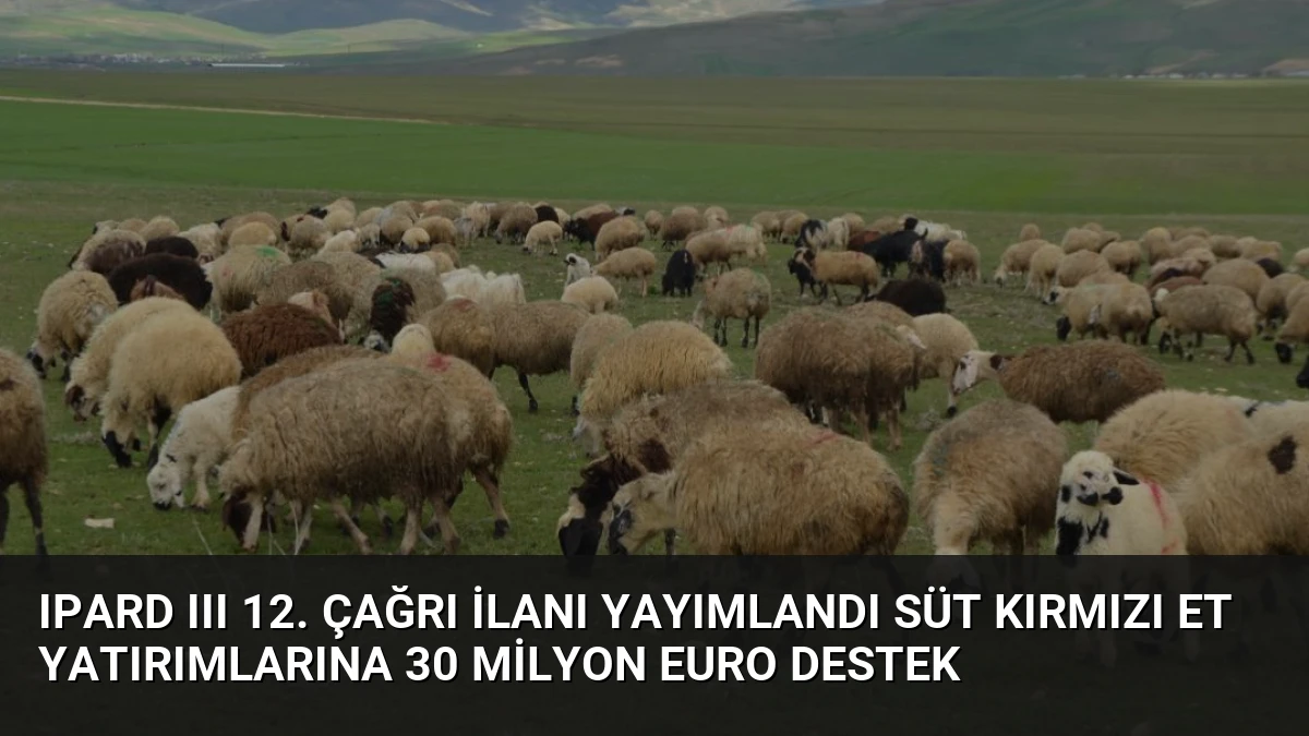 IPARD III 12. Çağrı İlanı Yayımlandı Süt Kırmızı Et Yatırımlarına 30 Milyon Euro Destek