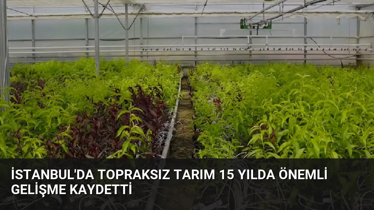 İstanbul’da Topraksız Tarım 15 Yılda Önemli Gelişme Kaydetti