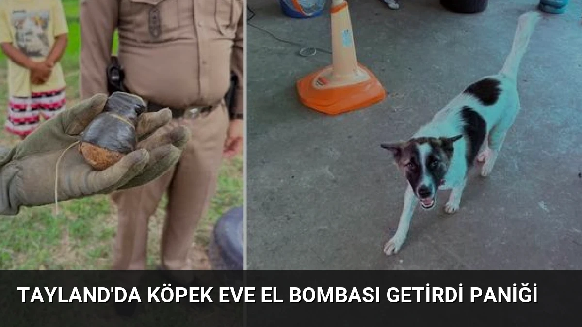 Tayland’da Köpek Eve El Bombası Getirdi Paniği