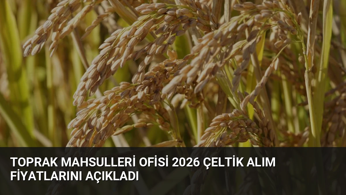 Toprak Mahsulleri Ofisi 2026 Çeltik Alım Fiyatlarını Açıkladı